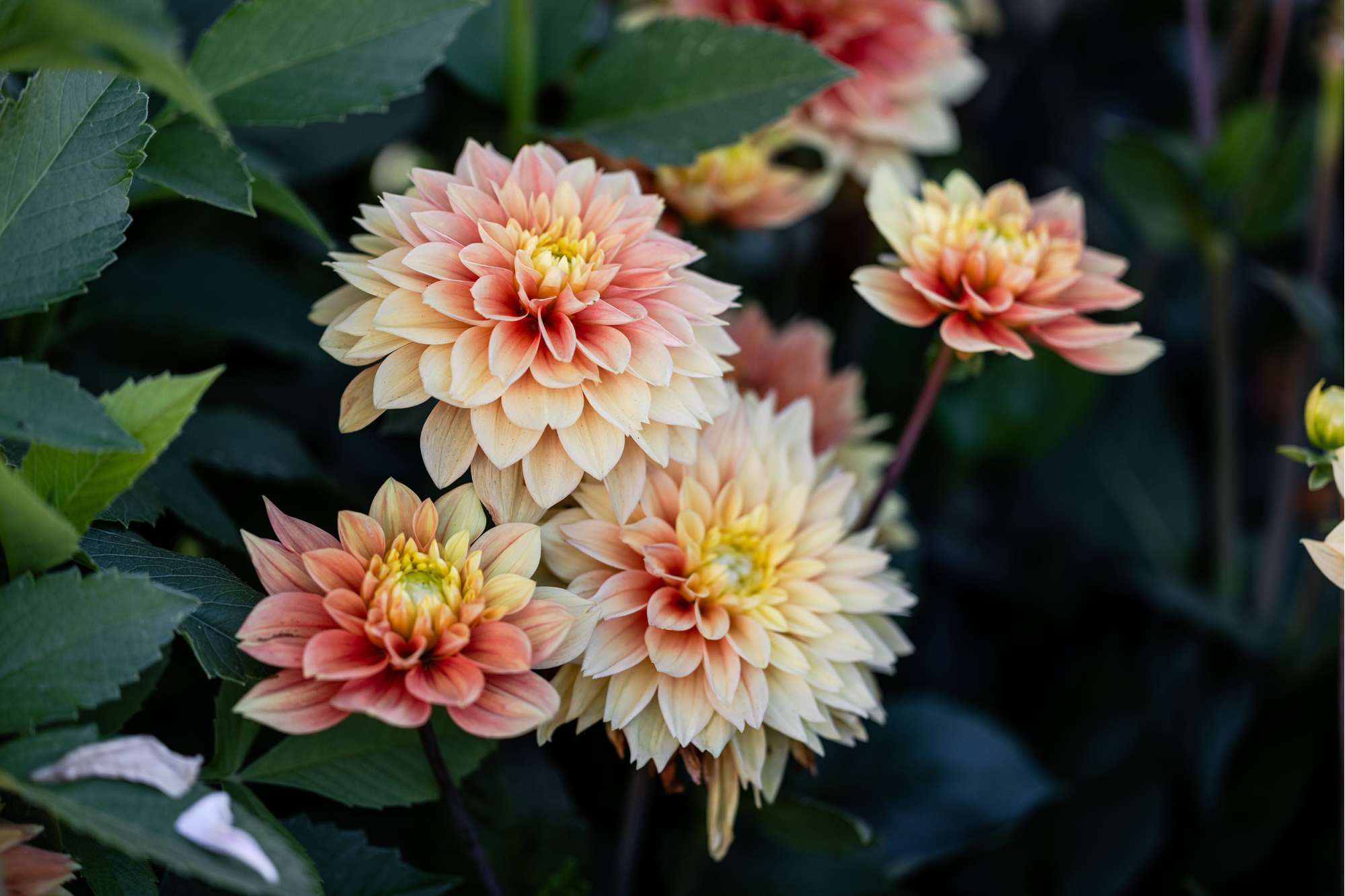 Dahlia 'Sunset Tropicana'